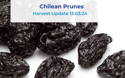 Chilean Prunes Harvest Update 13.03.24