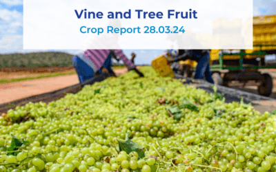 Vine and Tree Fruit Crop Report 28.03.24
